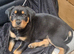 1 MALE 1 FEMALE ROTTWEILER PUPPIES AVAILABLE