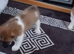 Jack Russell Puppies