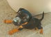 Patterdale x jack Russell