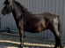 Registered standard gelding