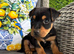 Beautiful Jack russel puppies