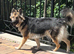 German Shepherd / Samoyed Mix Seeking New Home