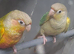 Hand reared conures
