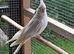 Albino female cockatiel