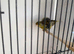 North Dutch frill canary