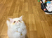 Beautiful white Persian girl - 10 months old