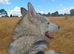 Beautiful 7 month old Siberian puppy - Male