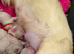 Pink French bulldogs with blue eyes