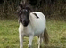 Halstock Spike miniature Gelding