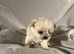 imperial shih tzu