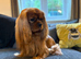 KC Reg Health Tested Proven Cavalier King Charles STUD