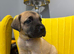 GREAT DANE PUPS