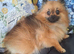 Gorgeous fox face pure Pomeranian
