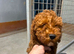 Miniature Poodles ready to go