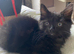 Female fluffy black kitten