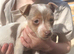 Jack Russell puppies (miniature)