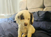 COCKER SPANIEL PUPPY BITCH FOR SALE