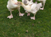 West of England cross goslings