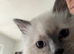 Ragdoll kitten male