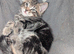 6 adorable Siberia kittens