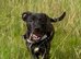 Staffy Cross