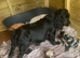 Stunning Cockapoo Puppy