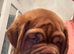 Dogue de Bordeaux puppies