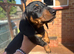 Miniature kc Black and Tan boy
