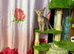 Urgently looking for new homes