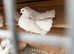 5 white fantails for sale for sale