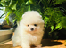 KC wite pomeranians for reservation!
