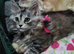 Maine Coon kittens CF81