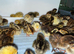 Young Japanese Quail