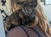 Black tortie kitten