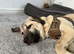 Beautiful Turkish kangal luna