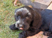 Doxipoo puppies