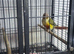 Breeding female