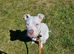 Bullseye 7 months old