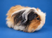 Merino guinea pig sow 1 year old