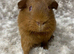 Bonded Baby Guinea Pigs