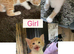 Beautiful kittens