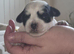 Lovely little girl looking for a lovely home
