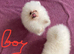 Snow White Pomeranians