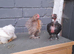 3 young bantams