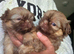 Beautiful Chocolate Shih Tzus