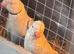 Beautiful pale/grey bonded indian ringneck mutation pair