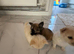 Pomchi micro teacup