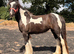Rising 2yr old filly