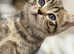 Male Grey Tabby Kitten