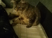 Male Maine coon. age 3